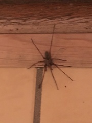 Eratigena