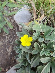 Potentilla tommasiniana