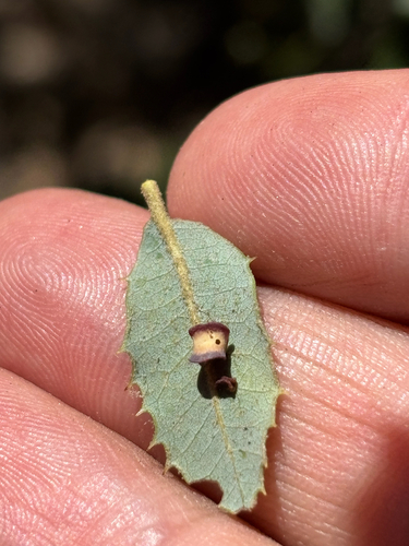 iNaturalist observation photo of Paracraspis insolens