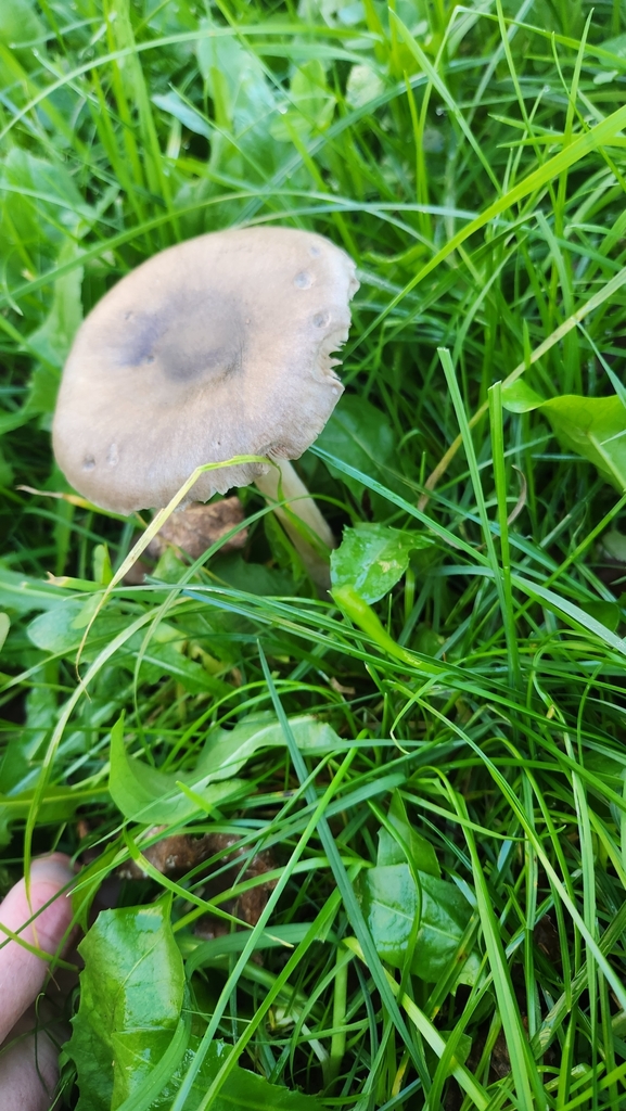 Volvopluteus gloiocephalus · May 2025 · photo: © squidney8 (iNaturalist, cc0)