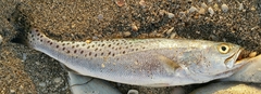 Cynoscion nebulosus
