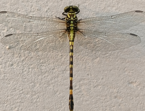 Nychogomphus saundersii