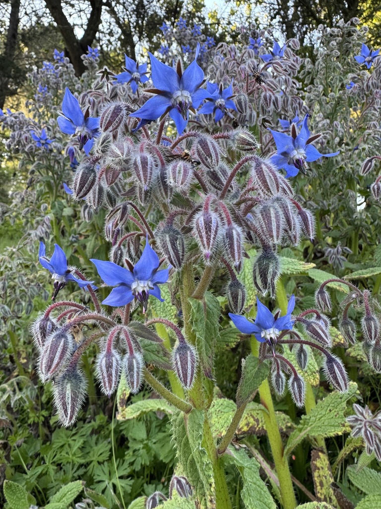 Borago officinalis