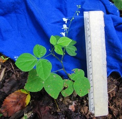 Hylodesmum pauciflorum