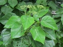 Hernandia nymphaeifolia