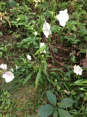 Campanula persicifolia