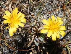 Phalacroseris bolanderi
