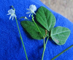 Hylodesmum pauciflorum