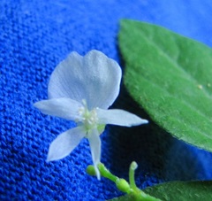 Hylodesmum pauciflorum