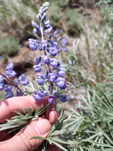 Bingen Lupine (Lupinus bingenensis)