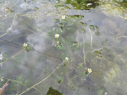 močiarka Rioniho (Ranunculus rionii)