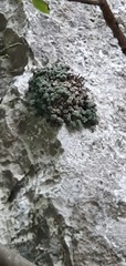 Saxifraga marginata
