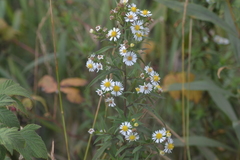 Symphyotrichum lanceolatum lanceolatum