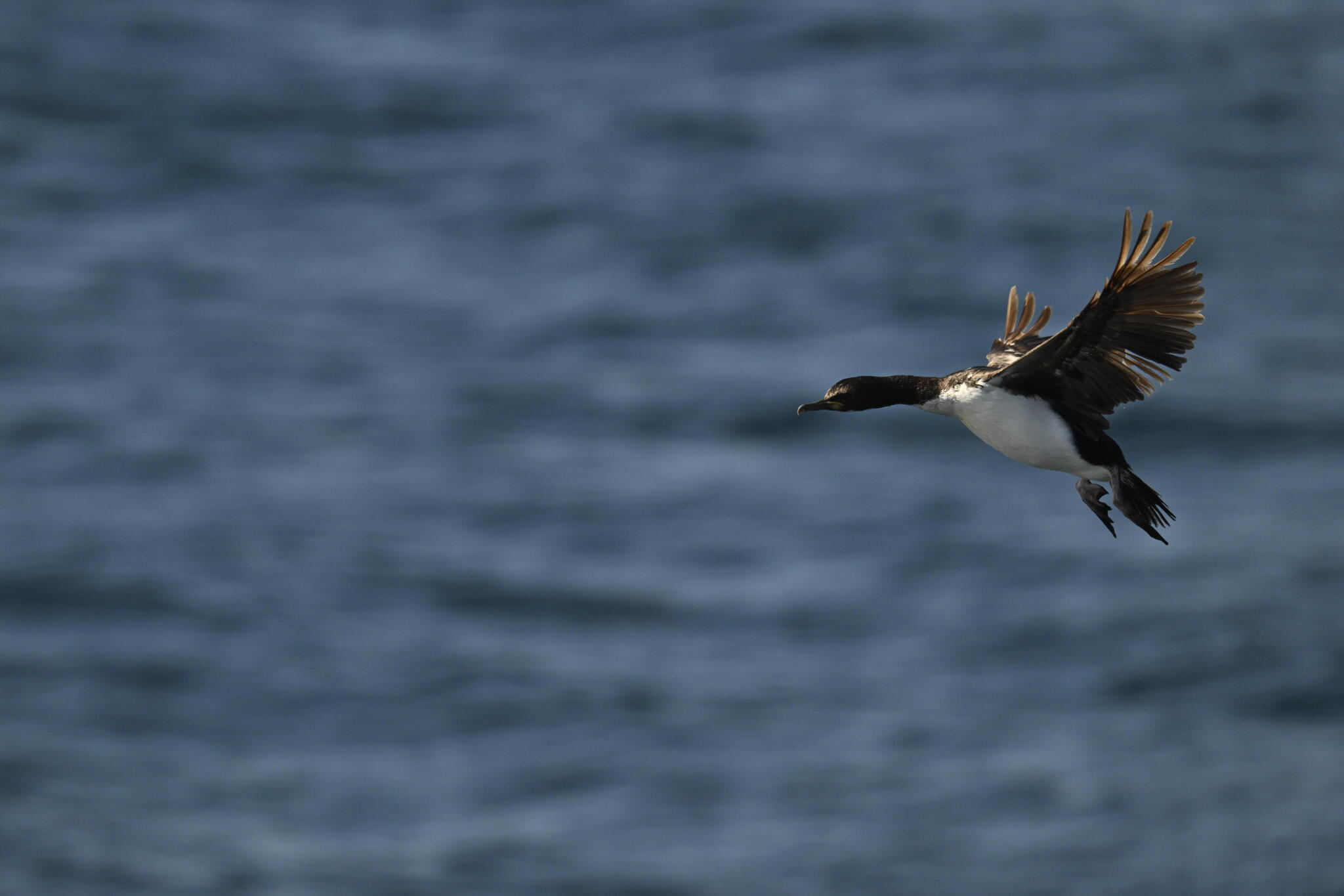 Auckland Shag (Leucocarbo colensoi), photo 6