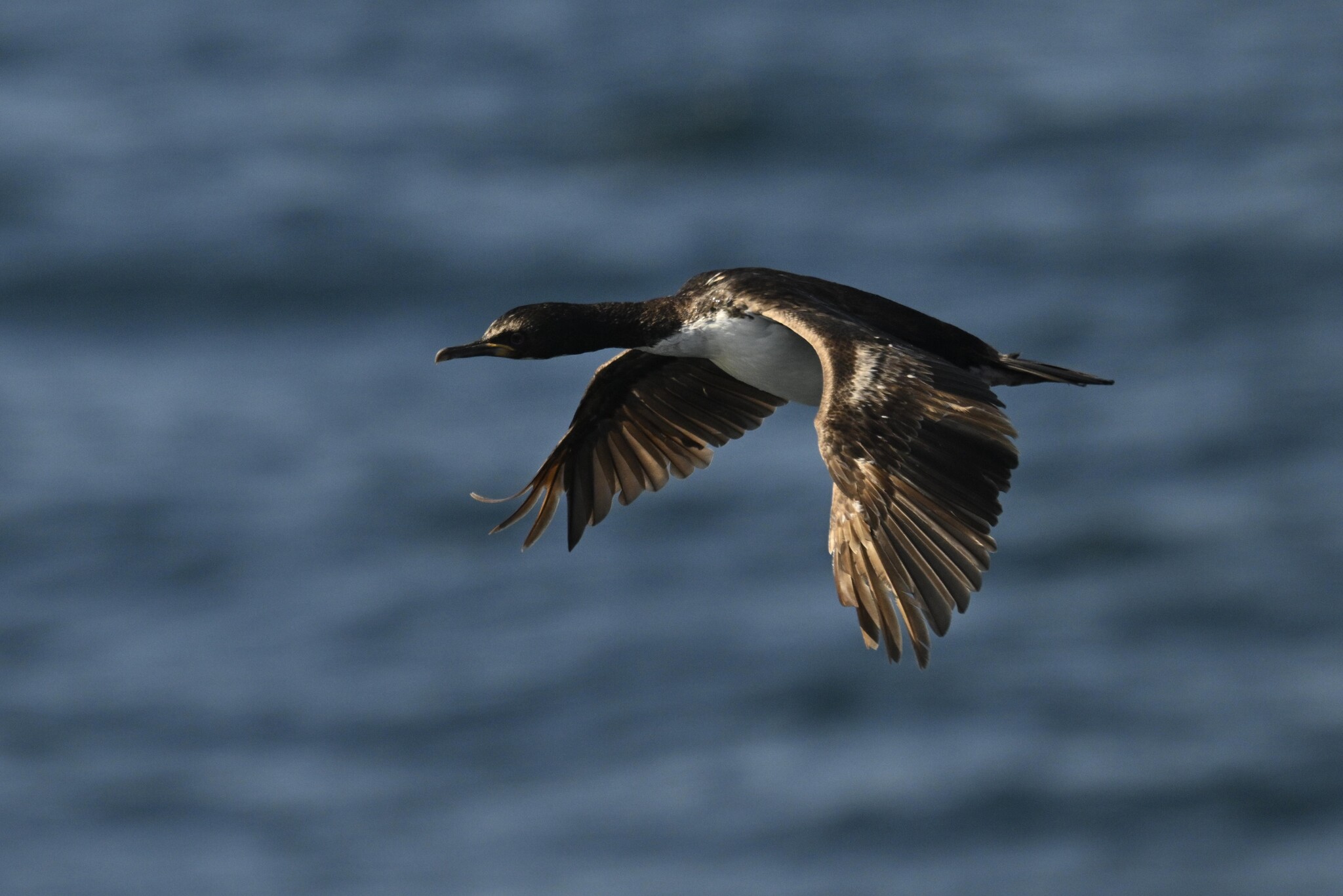 Auckland Shag (Leucocarbo colensoi), photo 5