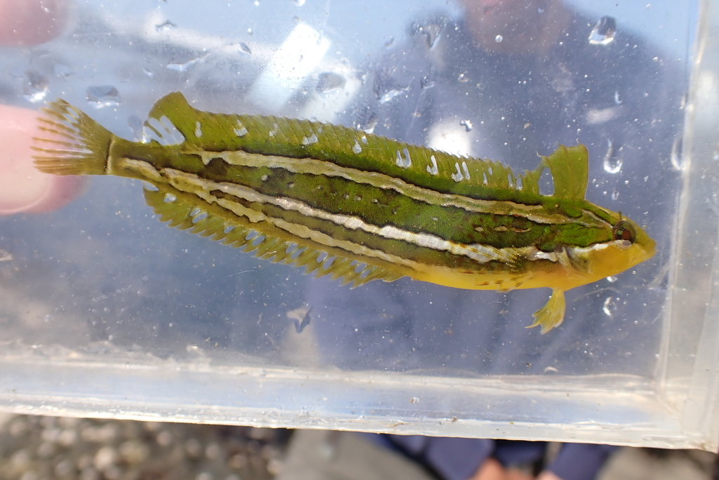 Striped kelpfish (Gibbonsia metzi) — Clinidae