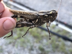 Melanoplus macclungi