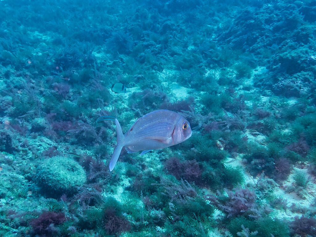 Photo of Common seabream (Pagrus pagrus)