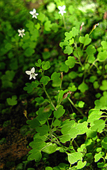 Wimmerella hederacea