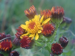Packera pauciflora