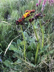Packera pauciflora
