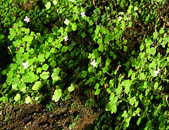 Wimmerella hederacea