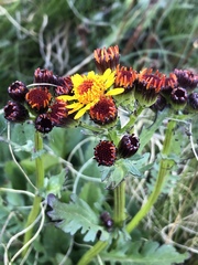 Packera pauciflora