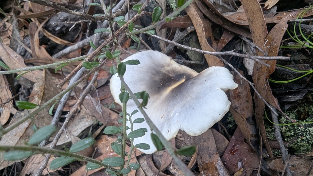 Omphalotus nidiformis · April 2025 · photo: © a_teitzel (iNaturalist, cc-by)