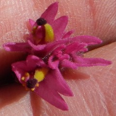 Castilleja lemmonii