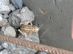 Rana macrocnemis
