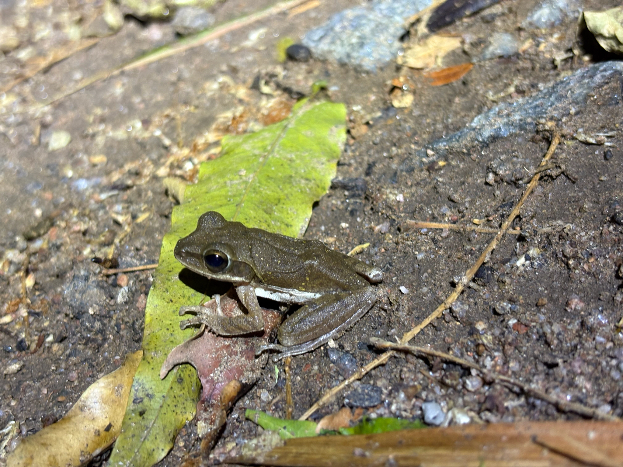 Big-Headed Whipping Frog