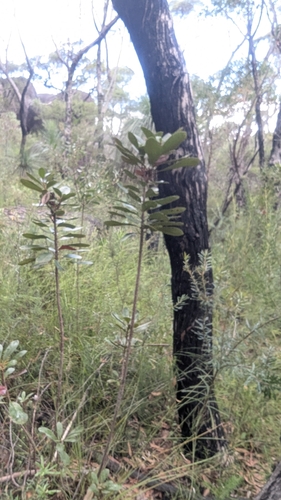 Image of Telopea aspera by (c) Alesha Teitzel, some rights reserved (CC BY)