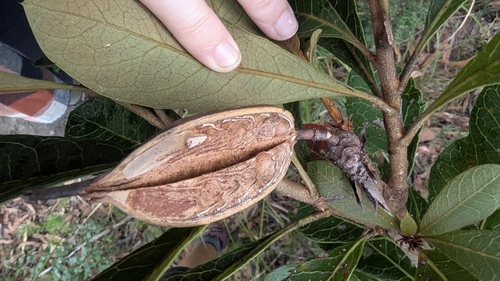 Image of Telopea aspera by (c) Alesha Teitzel, some rights reserved (CC BY)
