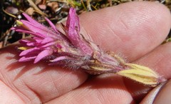 Castilleja lemmonii