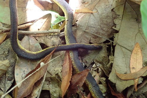 Photo of a Amami Takachiho Snake (Achalinus werneri)