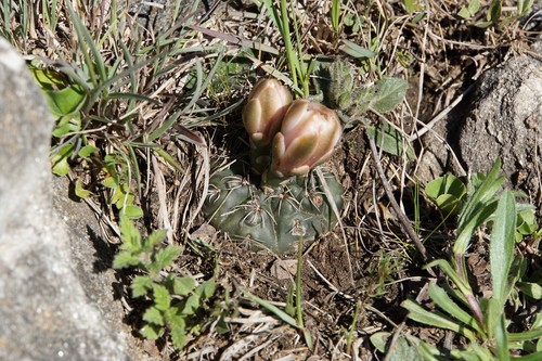 Gymnocalycium amerhauseri