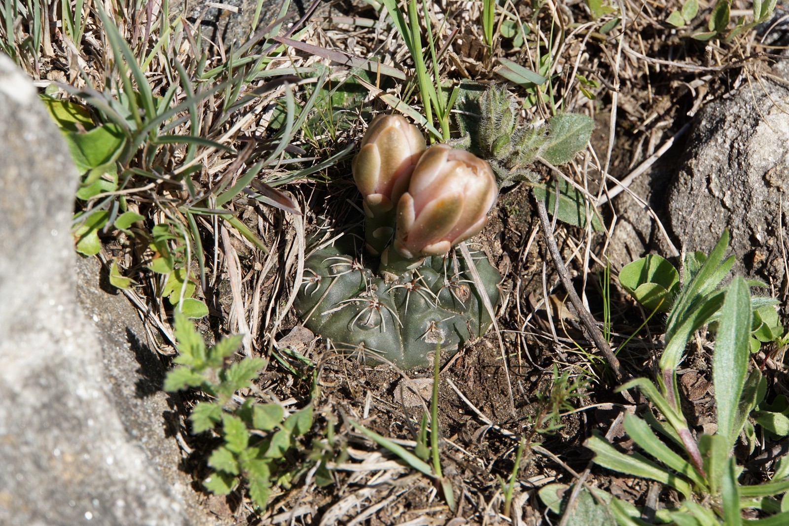Gymnocalycium amerhauseri