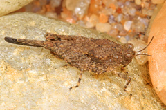 Paratettix cucullatus