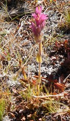 Castilleja lemmonii