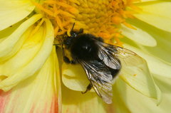 Bombus soroeensis