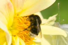 Bombus soroeensis