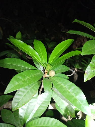 Canistel (Lucuma campechiana)
