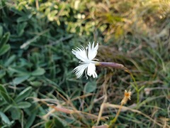 Dianthus petraeus petraeus