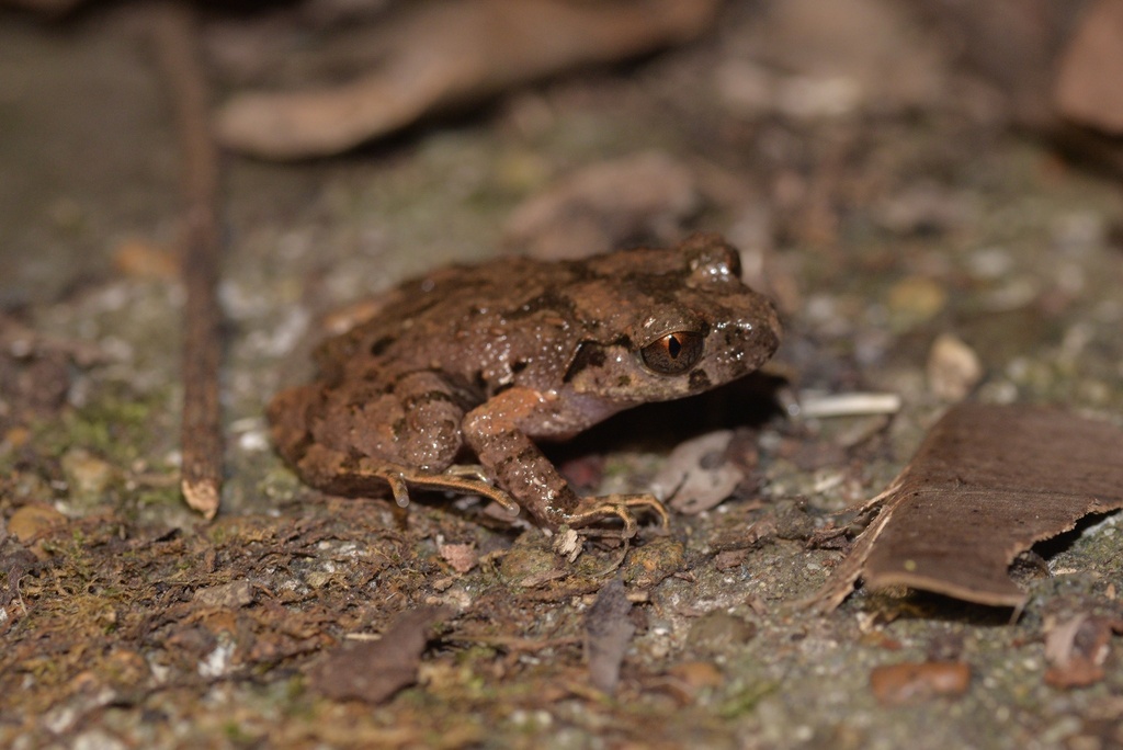 Leptobrachella dayaoshanensis