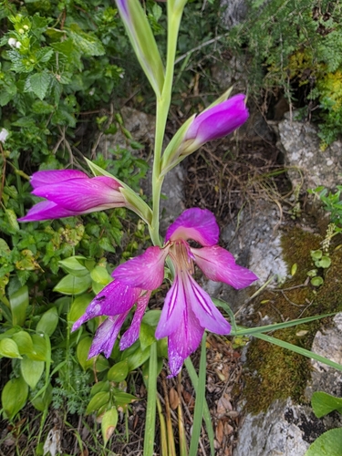 Image of Gladiolus communis by (c) Jacek Pietruszewski, some rights reserved (CC BY)