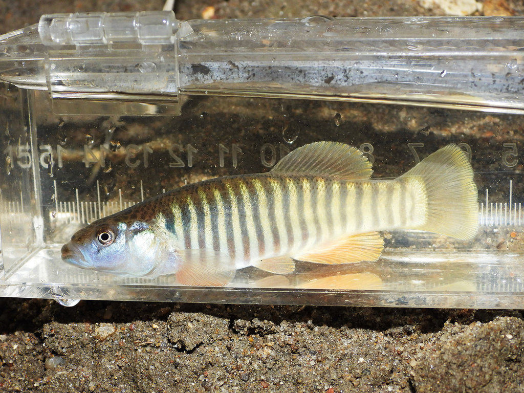 Northern Plains Killifish