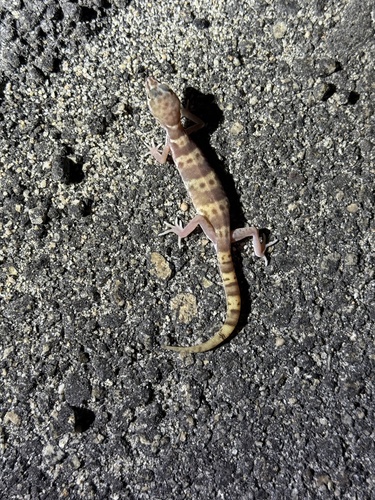 iNaturalist observation photo of Western Banded Gecko