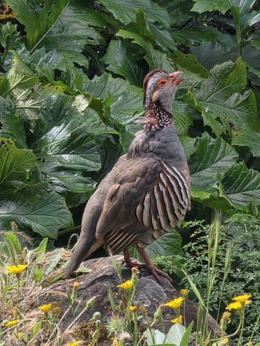 Perdiz moruna (Alectoris barbara)
