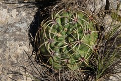 Gymnocalycium monvillei