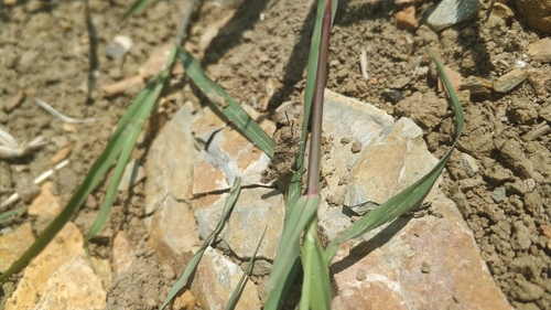 Carinate Locust
